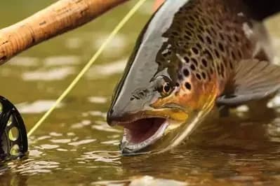 Fly Fishing in the Smokies