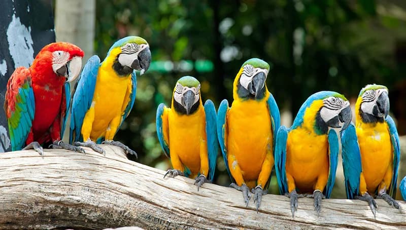 Parrot Mountain and Gardens